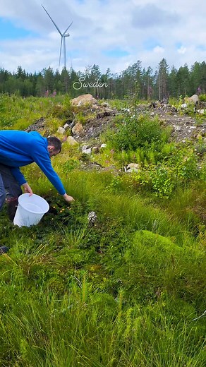 #Cloudberry #rubus #harvesting #Sweden | Taras Sweden