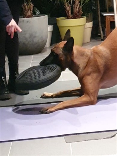 Effective Dog Training Techniques for High-Energy Pets