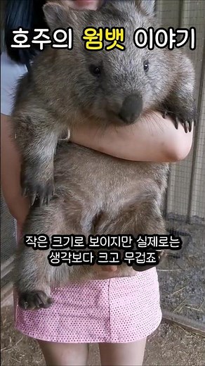 호주의 웜뱃 이야기#animals #웜뱃 #귀여운 #호주 #정보전달 #지식 #동물