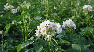 potato field, growing potatoes on an industrial scale 4k