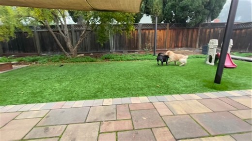 When morning wrestling 🤼 becomes zoomies 🏎️ becomes chase 🏃‍♀️ 🏃‍♂️ | Dogspeak