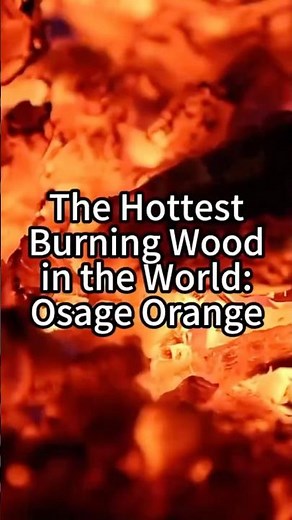 The Hottest Burning Wood in the World: Osage Orange #firewood #hottest #didyouknow #tips