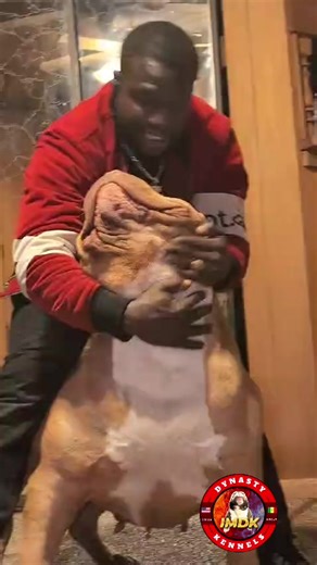 Biggest Dog in US Territory: Massive American Pitbull Terrier