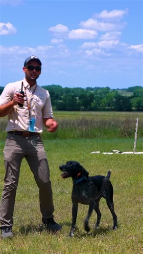 24K views · 219 reactions | Teaching my pup how to transition between fetch and back like a pro!  #dogtraining #fetch #backnickback | Standing Stone Kennels | Facebook