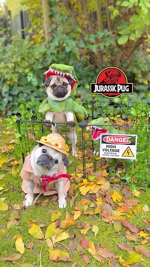 Welcome to Jurassic Pug 🦖🙌🏼 Throwback to last year’s Halloween when Loulou was a brave Park Ranger and Mosy a vicious Dinosaur! 🦖🎃 #pug #dog #dogsofinstagram #pugsofinstagram #WeeklyFluff | Loulou the pug