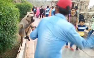 Sickening Moment 'Insane' Tourist Slaps Monkey Hard In The Face After Offering It Food (Photos Video)