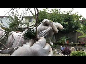 Full process of grafting of DWARF JAPANESE BLACK PINE