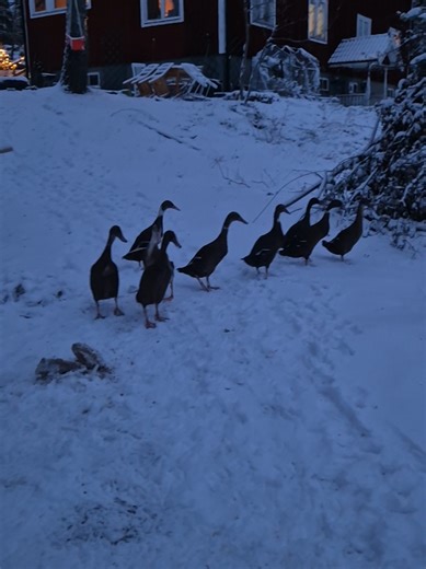 Spring Awakening: A Journey of Runner Ducks