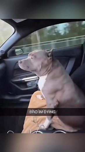 Pitbull Core: The Funniest Dogs on TikTok