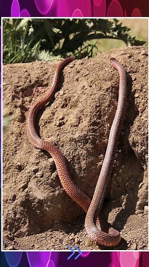 Fire Racer Snake – Iran’s Fast & Fiery Non-Venomous Hunter