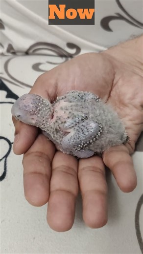 GreenCheek Conure Baby 5 days before and now!!🥰🐣❤️ #birds #conure #green