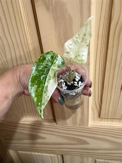 Alocasia Odora Batik - Etsy