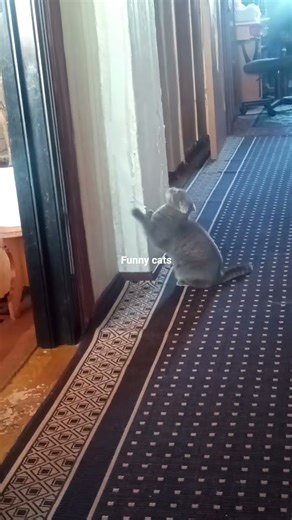 funny cats #funny cats #wallpaper