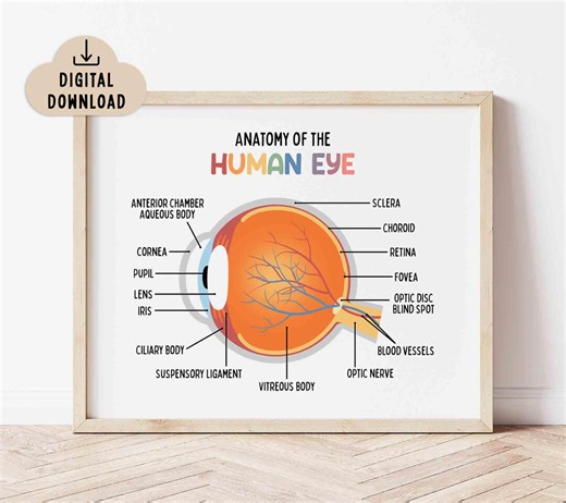 Anatomy of the Human Eye Poster for Kids, BRIGHT Colors (digital Download) Classroom Decor - Etsy