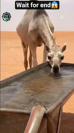 What Is Inside a Camel’s Hump?😱 | Camel Hump Secrets Explained | Amazing Animal Facts #camel #loris