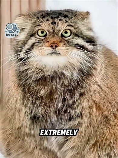 The Fascinating Functions of Animal Tails