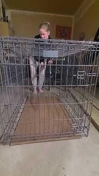 How to set up a wire cage dog kennel