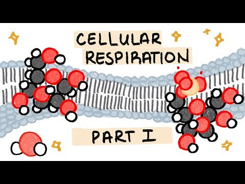Cellular Respiration: (Glycolysis & Citric Acid (Krebs) Cycle) Infographic. Part 1