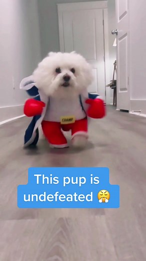 Dog Boxing: Cute Pet Puts on Gloves and Practices Boxing Moves