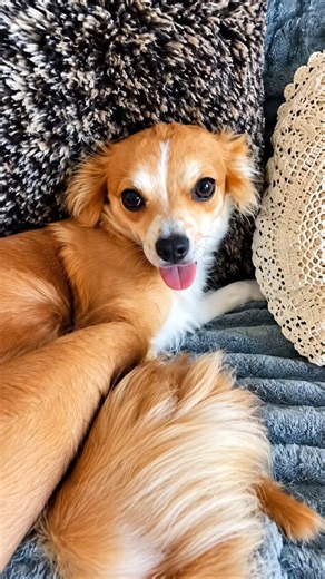 Coochie Coo, Chihuahua! 🥰🐾 The Cutest Little Face Ever!