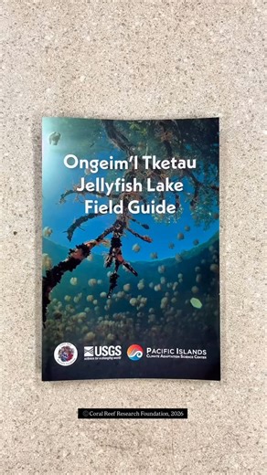 Coral Reef Research Foundation on Instagram: "If you want to learn more about the plants and animals in Palau’s Jellyfish Lake 🪼 check out our field guide at 👇 https://coralreefpalau.org/wp-content/uploads/2026/02/Jellyfish-Lake-Field-Guide.pdf A simple visual guide featuring some of the native and non-native plants & animals you might see in the lake🌀🍃🌊 The production of this field guide was sponsored by the USGS, Pacific Islands Climate Adaptation Science Center. Special thanks to John I.