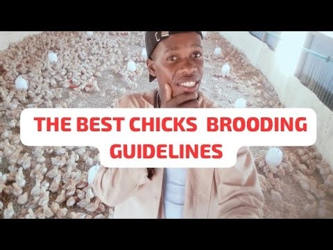 LAYERS CHICKEN BROODING ☑️💯🐓🐔