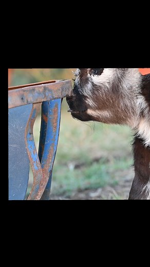 1.1M views · 24K reactions |  He’s too cute! #Minicows #fluffycow #somethingdifferent #cutenessoverloaded webbcattlecohighlands | webbcattlecohighlands | Facebook