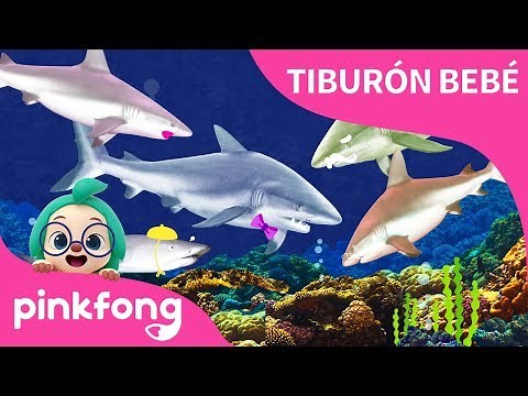 ¡Soy el tiburón bebé real! | Tiburón Bebé | Animales | Pinkfong Canciones Infantiles