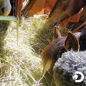 222K views · 2.6K reactions | Take a break from your busy day and enjoy the gentle rustling of horses eating their lunchtime hay. (via Discovery) | Animal Planet | Facebook