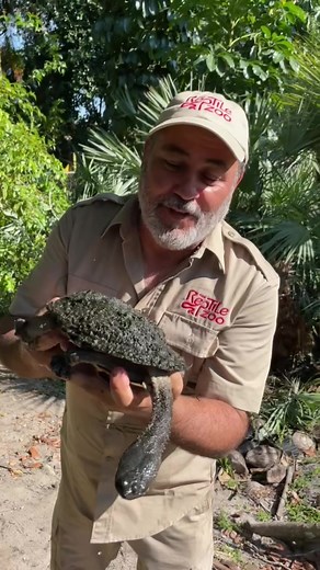 Argentine Snake Neck Turtle Camouflage and Hunting Behavior