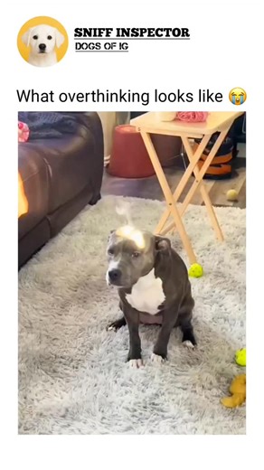 Bella | Buddy splashed into the muddy puddle like it was the best day ever. His paws went splat splat, and brown water flew everywhere. He wagged... | Instagram