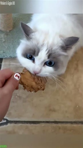 Funny Cat 🐕 funny cats talking 😅 # #8183