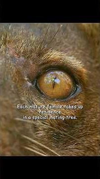 madagascar final battle