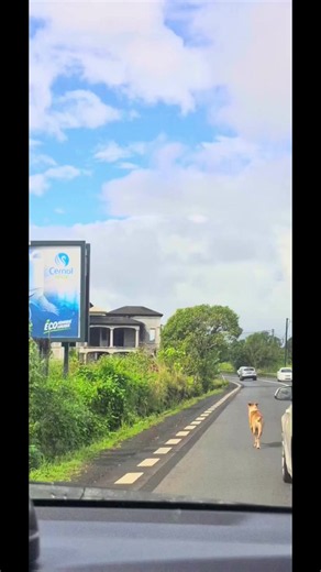 Quartier Militaire–Providence : un grand chien errant parcourt plusieurs kilomètres, soupçonné d’avoir été abandonné 🐕. #mauritius🇲🇺