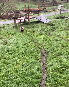 155K views · 840 reactions | The bear necessities?? The bear necessities for Teddy consist of snacks, naps, and a nice pond to soak in for the afternoon. She has had a blast exploring her enclosure every afternoon and getting to use all of her keen senses to navigate to find all the secret hidden goodies spread around her yard everyday. | Wildlife Safari | Facebook