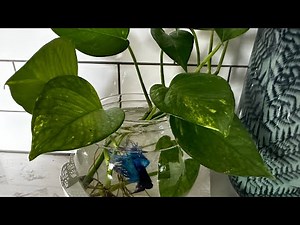 How to grow/care Pothos in a Betta Fish Bowl?