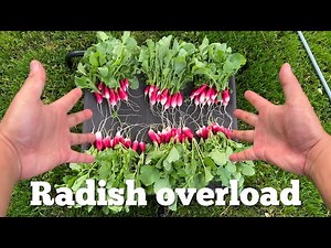 French Breakfast Radish Secrets to a good harvest