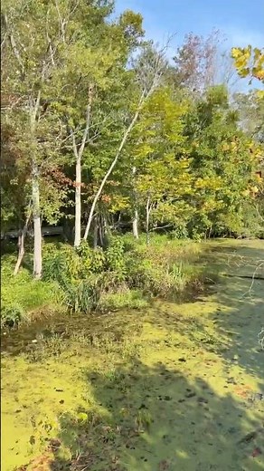Parte 1: #ecosistema lóticos y lénticos. #aprender #ciencia e #ingenieria #tennessee #river