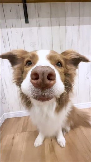 お口が挟まってぷっくりしてる犬が可愛すぎる😂【ボーダーコリー】#shorts