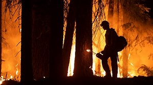 How wild animals cope with wildfires