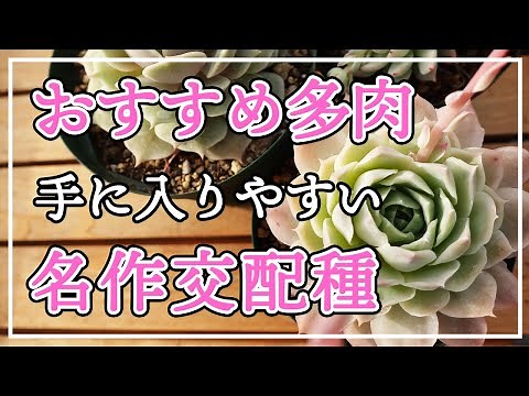 【多肉植物】おすすめの「手に入りやすい名作交配種」を紹介します。丈夫で育てやすいものばかりです！