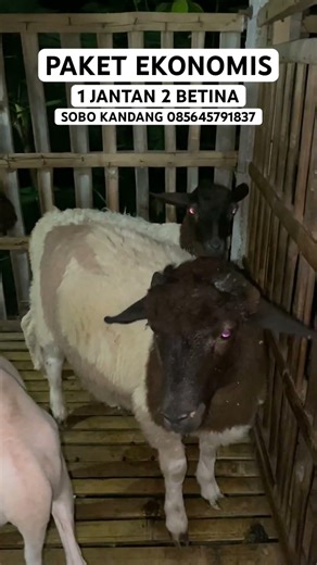 Paket breeding ekonomis dorper 1 jantan 2 betina