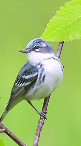 404 reactions · 102 shares | Congress has a key role to play in preventing bird collisions. Click below and tell your senators and representative to support passage of the Bird-Safe Building Act, which would require federal buildings to incorporate bird-friendly design technology, potentially preventing millions of bird deaths. | American Bird Conservancy | Facebook