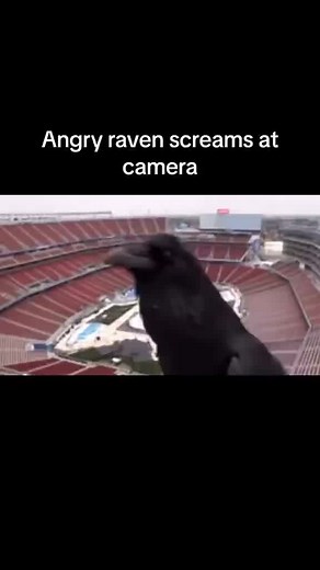 Raven Screaming: The Eerie Calls of Birds