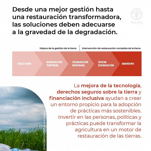 La degradación de la tierra amenaza su capacidad para sustentarnos. La buena noticia es que revertir solo el 10% de la degradación provocada por el ser humano en las tierras de cultivo existentes permitiría producir alimentos suficientes para 154 millones de personas más cada año. Descubre cómo unas mejores políticas y prácticas más sostenibles pueden transformar la agricultura en un motor para la restauración de la tierra. Lee la versión resumida del informe en español🔗 https://doi.org/10.4060