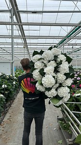 Flowers are addictive 🌸 very addictive…….. Who else is addicted to flowers ? #flowersfromholland #weddingflowers #blossom #flowerstagram #flowersofinstagram #musketierblumen #花 #floral #Цветы #fiori #floweroftheday #fleurs #dutchflowers #switzerland #summerflowers #freshflowers #flowerstud #flowerstalking #hydrangea #hortensien #dutchflowers #flowerpower #kwiaty #greenhouse #growerdirect | Peter Kuijt