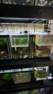 Getting this dirty ram tank ready for something new! #ram #dwarfcichlid #fishbreeding #dakuaquatics #fishkeeping #aquarium #aquariumhobby #fish #aquascape #freshwateraquarium #aquariumfish #plantedtank #aquariums #tropicalfish #fishkeeper #aquascaping #aquariumlife #plantedaquarium #nanofish #aquariumsofinstagram #freshwaterfish #freshwatertank #aquascaper #natureaquarium #freshwater #fishofinstagram #nature #nanotank #fishroom | Daku Aquatics