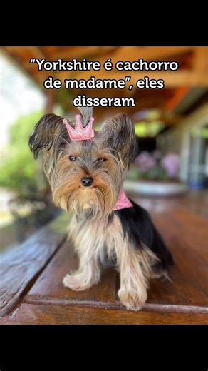 Cachorro Yorkshire: O Meme de Madame