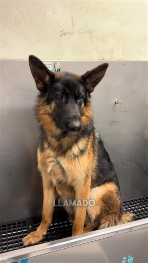 Transformación de Monty #limpieza #parati #español #perrostiktok #pastoraleman