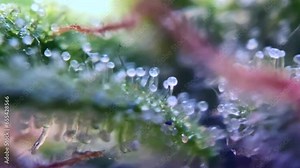 Magic Trichomes thc Cannabis cbd marijuana under microscope zoom close up Drug